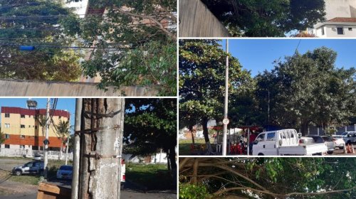 [Falta de poda em árvores, manutenção em postes preocupa moradores de ruas em Armação ]