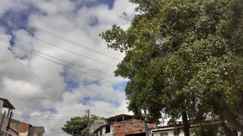 [Fotossíntese do perigo: árvore causa pânico aos residentes de Mussurunga; veja]