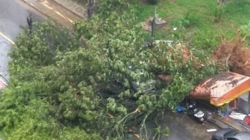 [Árvore cai, desmonta fiação e destrói barraca no bairro da Pituba]
