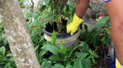 [Salvador inicia campanha de mobilização contra o Aedes nesta quinta (18)]