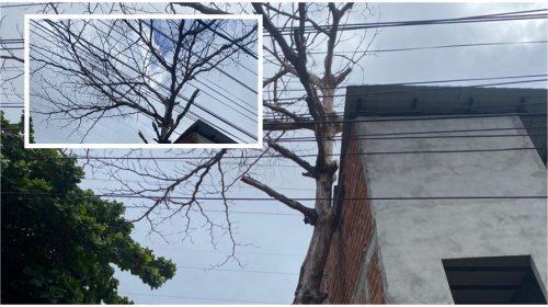 [Moradores de Pernambués pedem poda de árvore que podem danificar imóvel ]