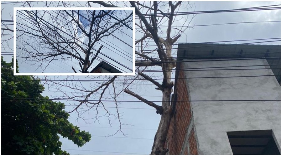 [Moradores de pernambués solicitam poda de árvore que ameaça danificar um imóvel ]
