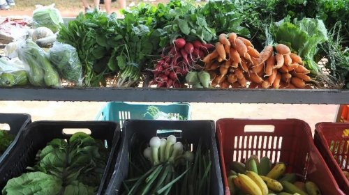 [Dia Mundial do Vegano é celebrado neste 1º de novembro]