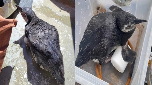 [Três pinguins já foram resgatados pela Guarda Civil em Salvador neste mês de julho]