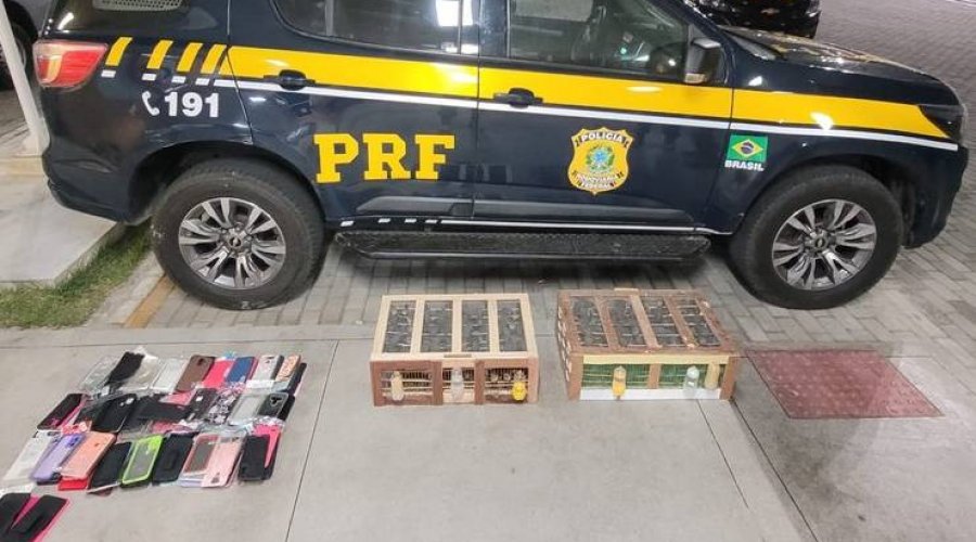 [Cerca de 300 aves da espécie coleirinha, amontoadas em duas gaiolas de madeira, foram resgatadas por agentes da Policia Rodoviária Federal (PRF) na noite desta quinta-feira (7/9), em Paulo Afonso, cid]