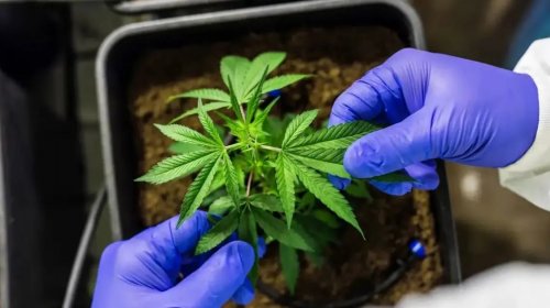 [Anvisa abre consulta pública para avaliar venda de cannabis medicinal em farmácias de manipula...]