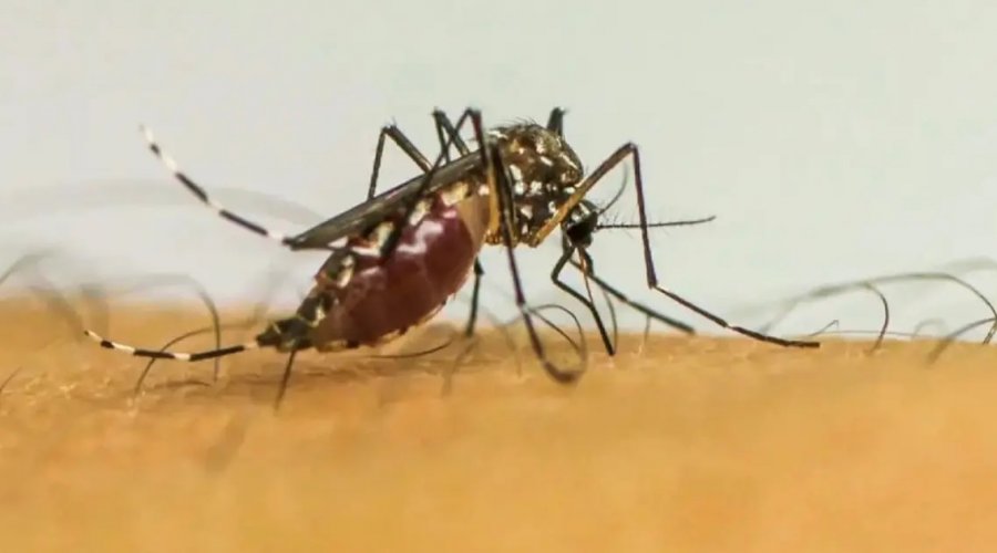 [China enfrenta maior surto de chikungunya já registrado no país]