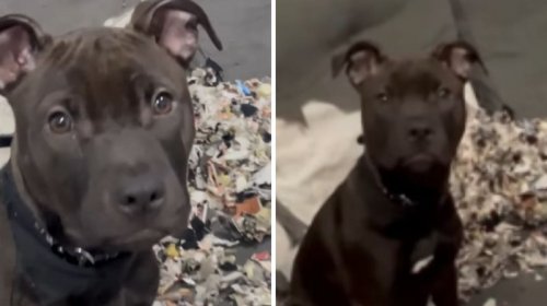[Pit bull destrói sofá e reage com expressão “inocente” em vídeo viral]