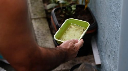 [Chikungunya traz preocupações após uma década de presença no Brasil]