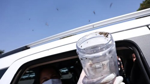 [Saúde libera mosquitos estéreis para frear reprodução do Aedes]