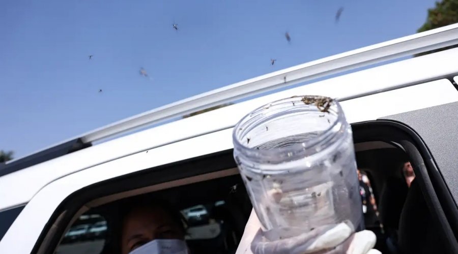 [Saúde libera mosquitos estéreis para frear reprodução do Aedes]