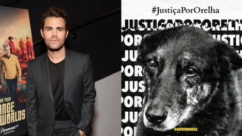 [Ator de The Vampire Diaries se manifesta sobre morte de cachorro torturado em SC]